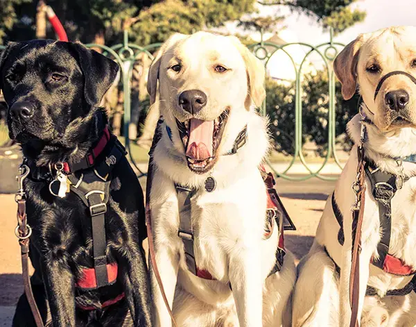 Three guide dogs wearing harnesses, sitting outdoors side by side; one light-colored dog has its mouth open in a happy, relaxed expression.